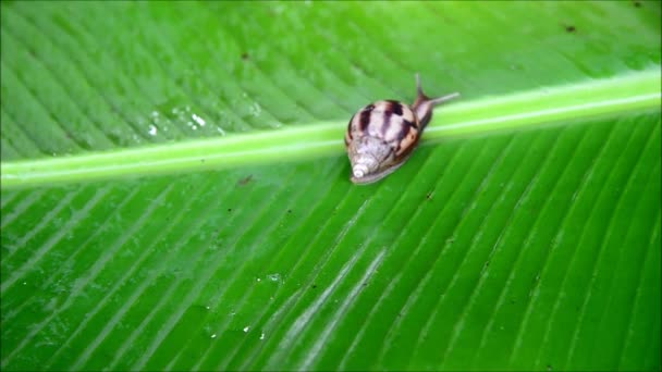 녹색 자연에 이동 빠른 달팽이. — 비디오