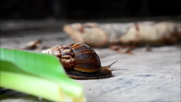 Snail fast moving on green nature. — Stock Video