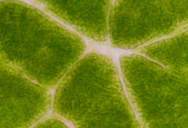 Feuilles vertes plantes cellules fond . — Photo
