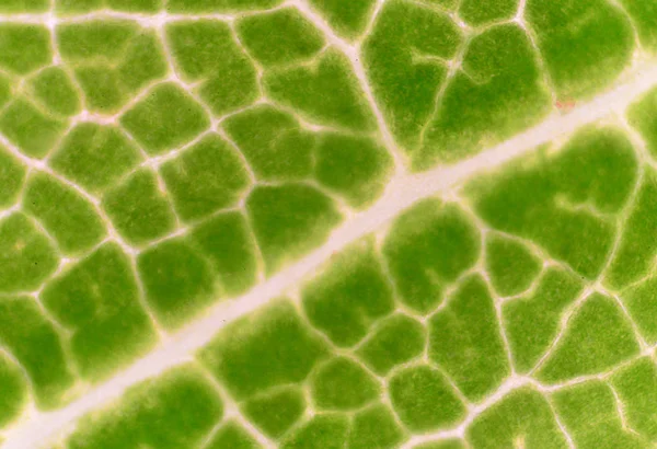 Feuilles vertes plantes cellules fond . — Photo