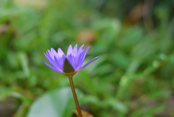 Bir lotus çiçekleri. — Stok fotoğraf