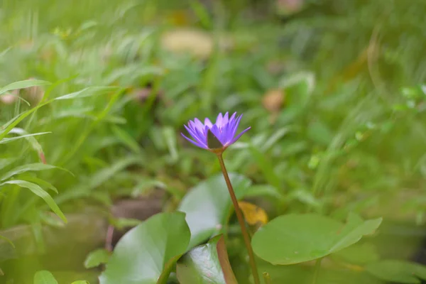 Lotus flowers on green background. — Stock Photo, Image