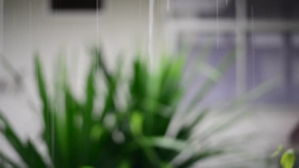 Giornata di pioggia con goccia d'acqua sul paesaggio . — Video Stock