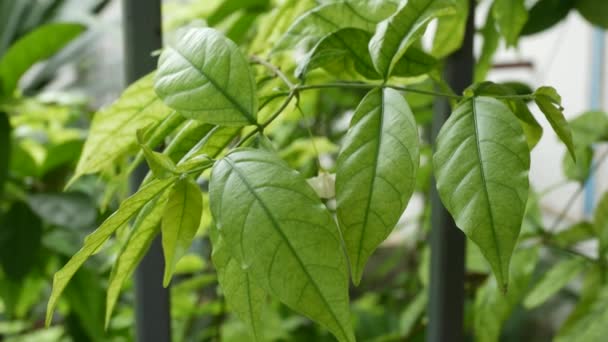 Close up on green nature background. — Stock Video