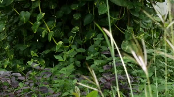 Primer plano sobre el fondo de la naturaleza verde . — Vídeo de stock