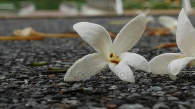 Zemin üzerinde beyaz Millingtonia hortensis çiçekler