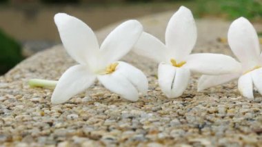 Zemin üzerinde beyaz Millingtonia hortensis çiçekler