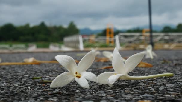 White  Millingtonia hortensis flowers on floor — Stock Video