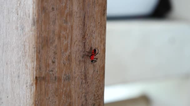 Inseto vermelho na natureza — Vídeo de Stock