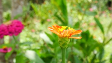 Bahçede Zinnia çiçek üzerinde kapat.