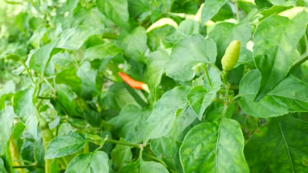 Närbild på chili på gröna växter — Stockvideo