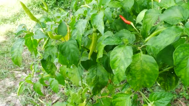 Close-up em chili em plantas verdes — Vídeo de Stock