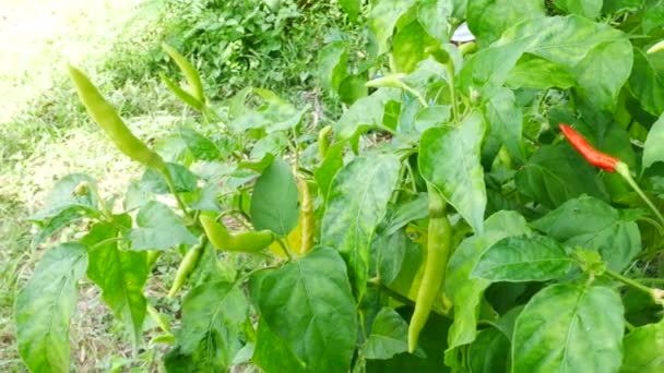 Nahaufnahme von Chilli auf grünen Pflanzen — Stockvideo