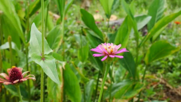 Nahaufnahme von Zinnia-Blumen im Garten. — Stockvideo