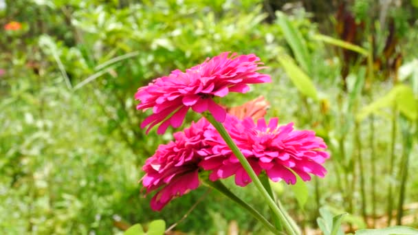 Close-up op Zinnia bloemen in de tuin. — Stockvideo
