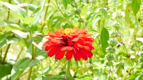 Close-up em flores Zinnia no jardim . — Vídeo de Stock