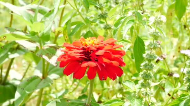 Close-up op Zinnia bloemen in de tuin. — Stockvideo