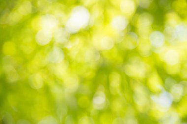 Yeşil bokeh arka plan.