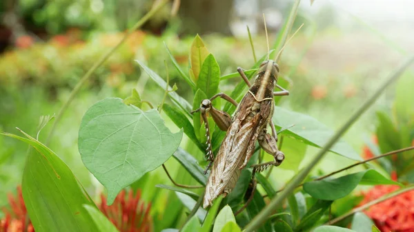 Sprinkhaan op groene natuur achtergrond. — Stockfoto