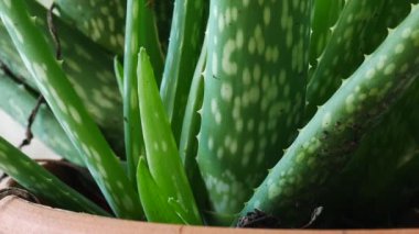 Yeşil aloe vera bitki doğa.