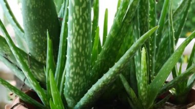 Yeşil aloe vera bitki doğa.