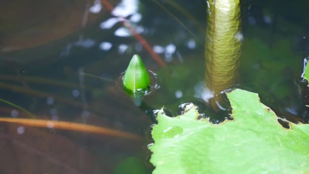 Cerca de flores de loto en la naturaleza — Vídeo de stock