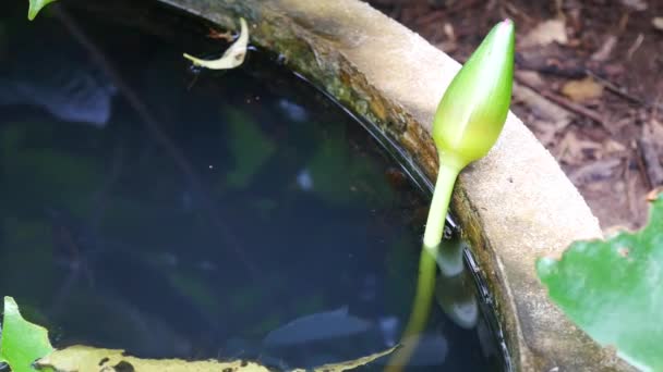 Gros plan groupe de Têtards sous l'eau 