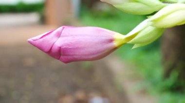 Mor Bignonia çiçek doğada kapatın.