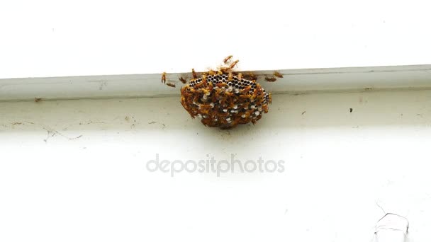 大黄蜂中自然组 — 图库视频影像