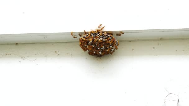 groupe de frelons dans la nature 