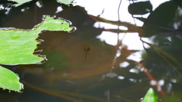 Close-up van de groep van kikkervisjes onderwater — Stockvideo