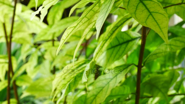 Stäng upp gröna blad av växten i naturen — Stockvideo