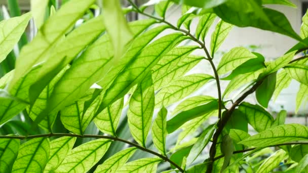 Stäng upp gröna blad av växten i naturen — Stockvideo