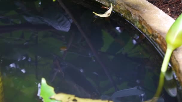 Kaulquappen aus nächster Nähe unter Wasser — Stockvideo