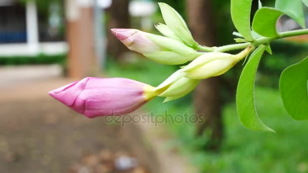 Fermer Violet Bignonia fleurs dans la nature . — Video