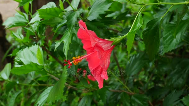 Закрыться на красных цветках гибикуса в природе — стоковое видео