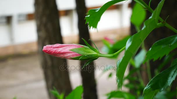 Close up on red hibicus flowers in nature — Stock Video