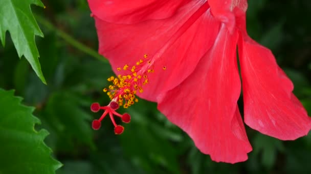 Close-up op rode hibicus bloemen in de natuur — Stockvideo