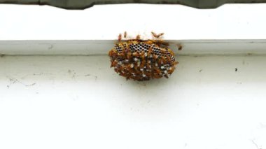 Doğada Hornet grup 