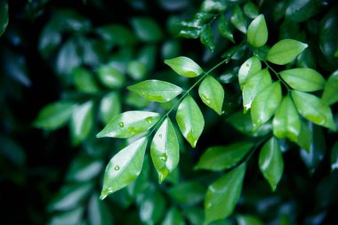 yeşil yaprak doğa arkaplanı.