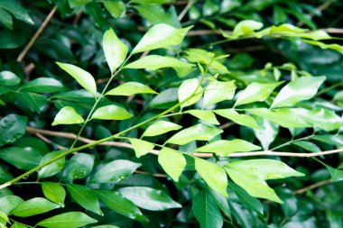 yeşil yaprak doğa arkaplanı.