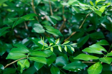 yeşil yaprak doğa arkaplanı.