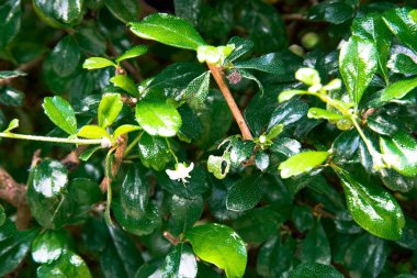 yeşil yaprak doğa arkaplanı.