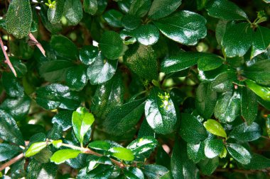 yeşil yaprak doğa arkaplanı.