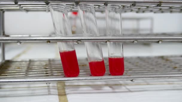 Close up sangue no conceito de teste de grupo sanguíneo testube . — Vídeo de Stock