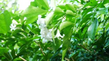 Turuncu Yasemin çiçek doğada kapat