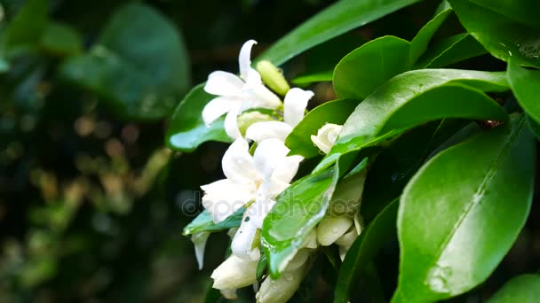 Close up on Orange Jessamine flowers in nature — Stock Video