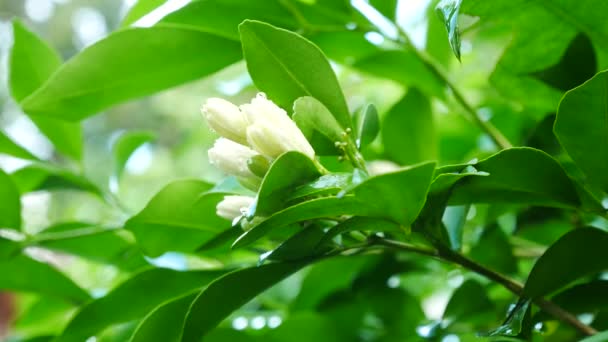 Close-up em Laranja Jessamine flores na natureza — Vídeo de Stock