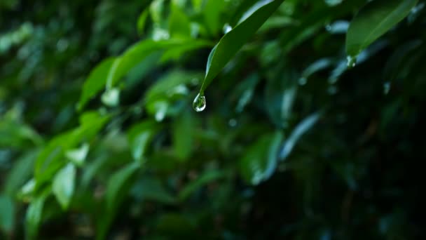 Fechar a gota de água na folha verde — Vídeo de Stock