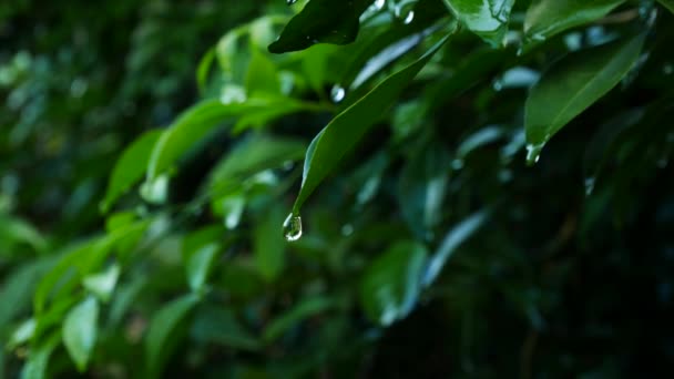 Nära håll vattendroppe på gröna blad — Stockvideo